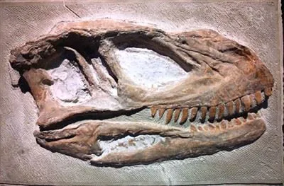 В городе Цзыгун обнаружена новая окаменелость динозавра