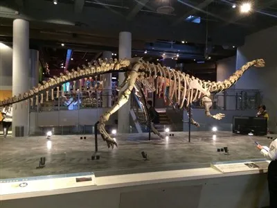 Каково значение скелетов динозавров в образовании?